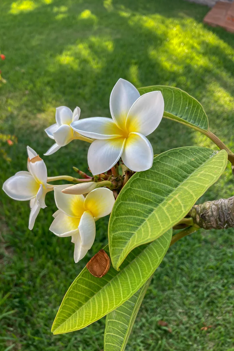 Plumeria flowers, Nerja