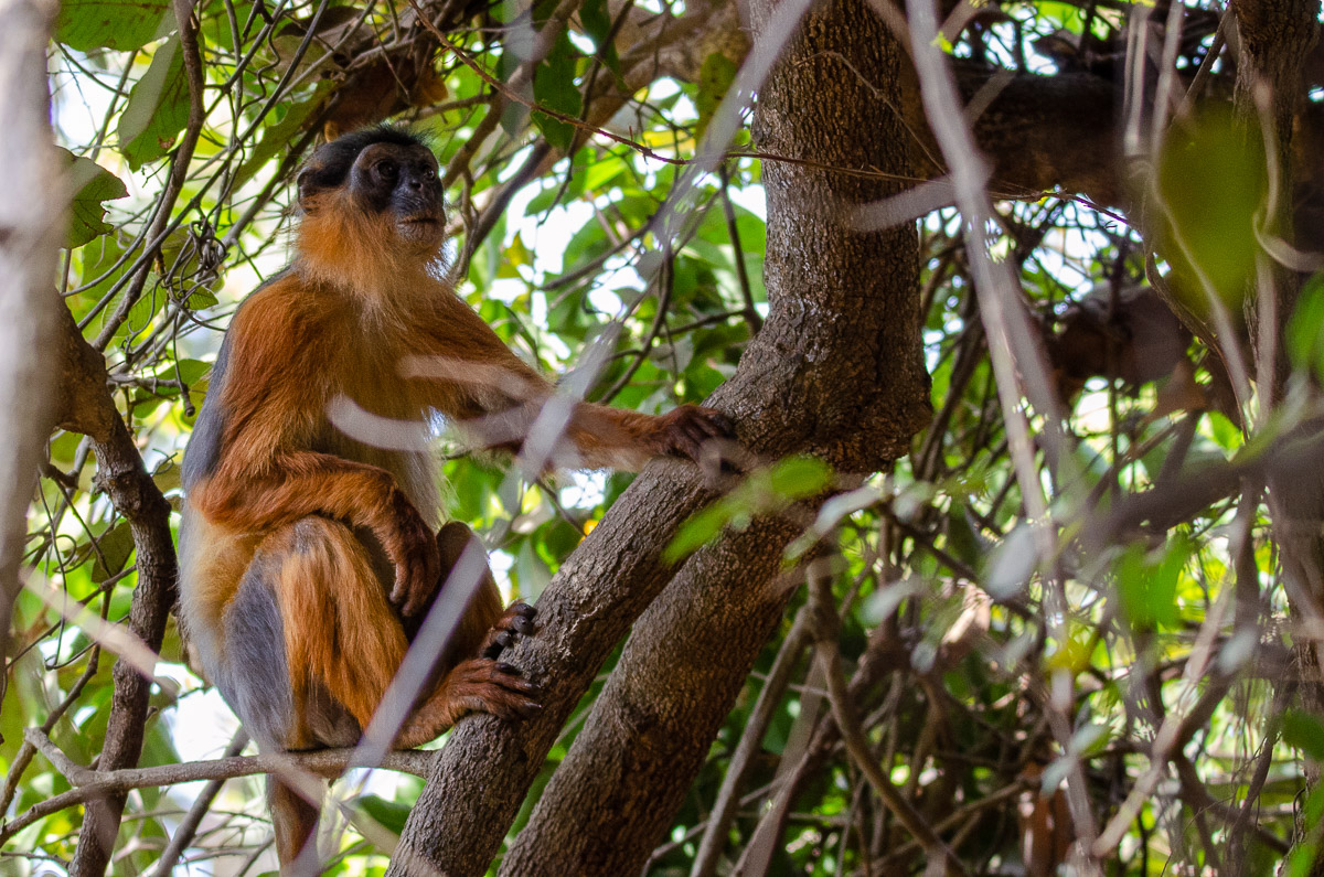 Red Colobus, Piliocolobus badius