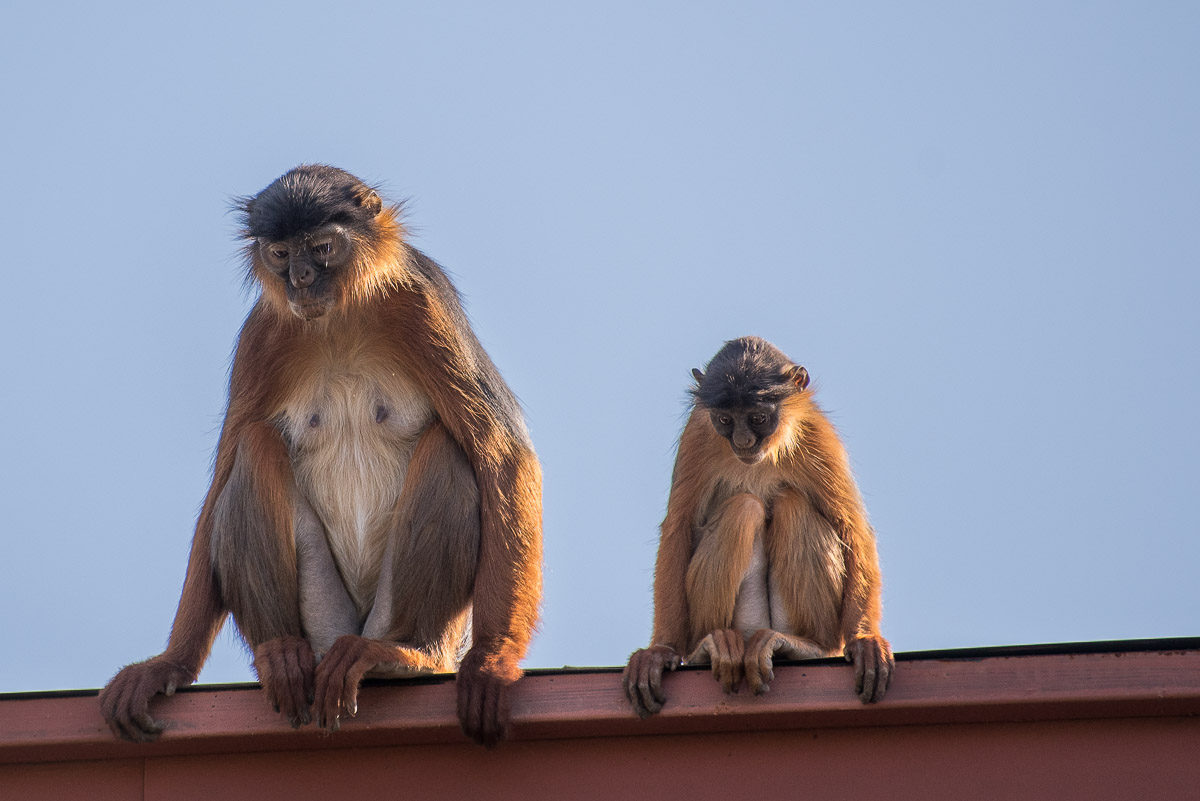 Red Colobus female with young