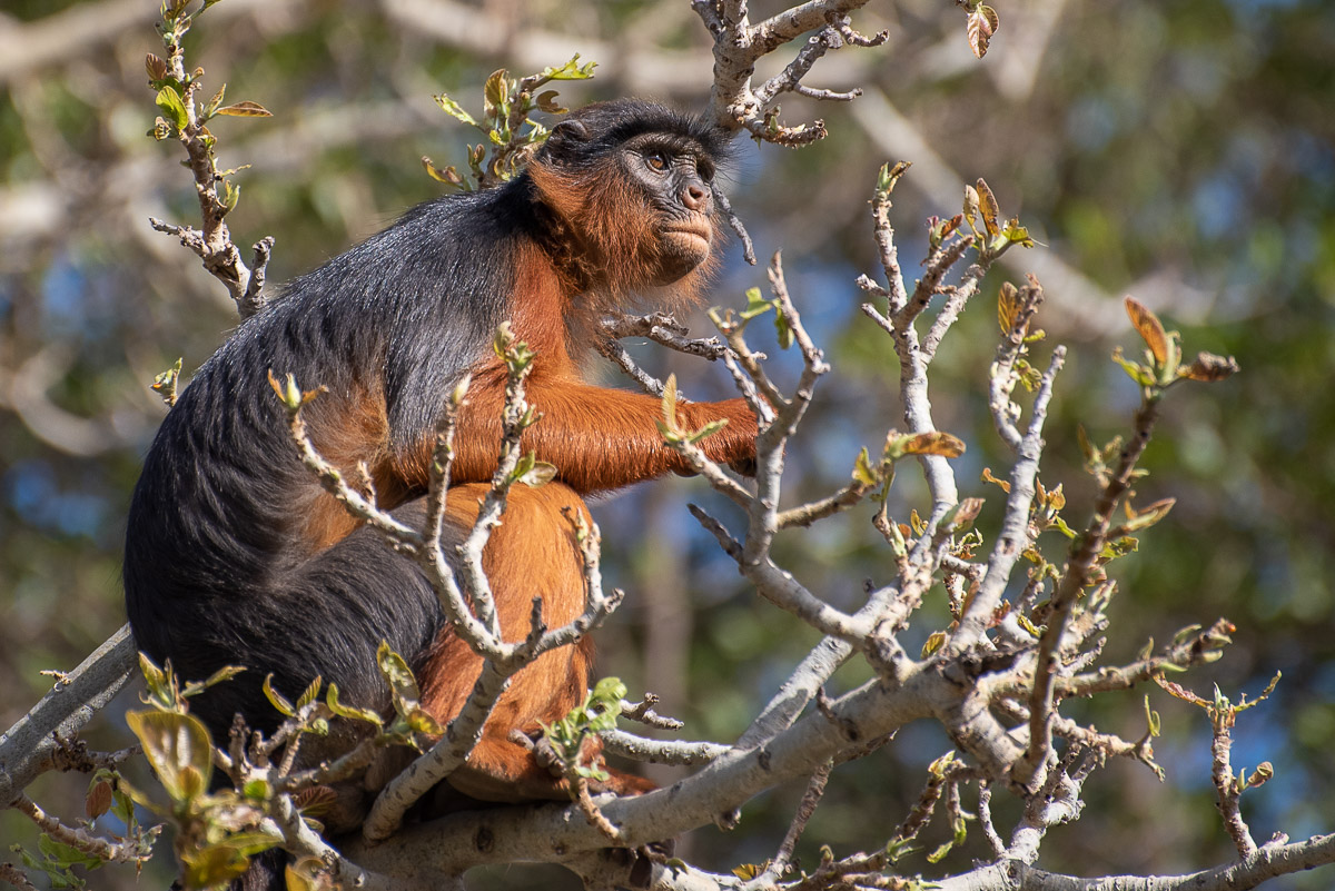 Red Colobus, The Gambia