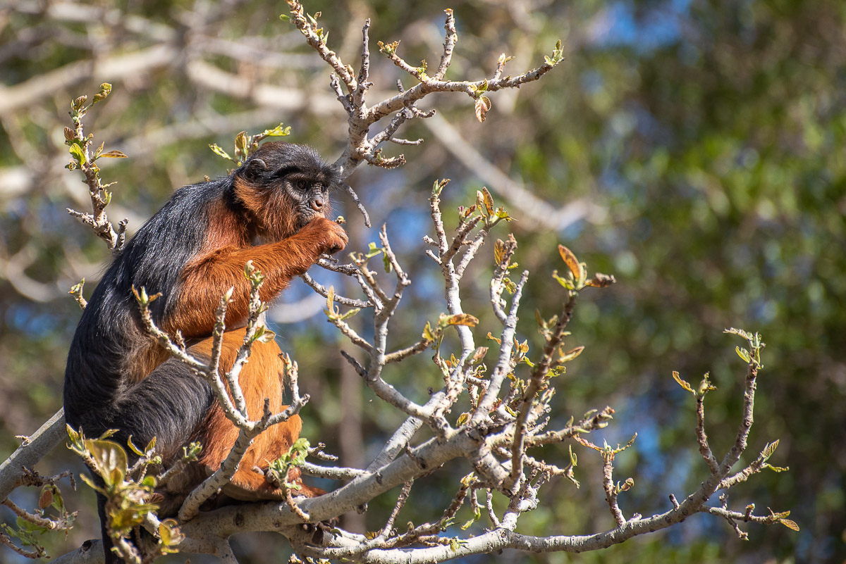 Red Colobus monkey