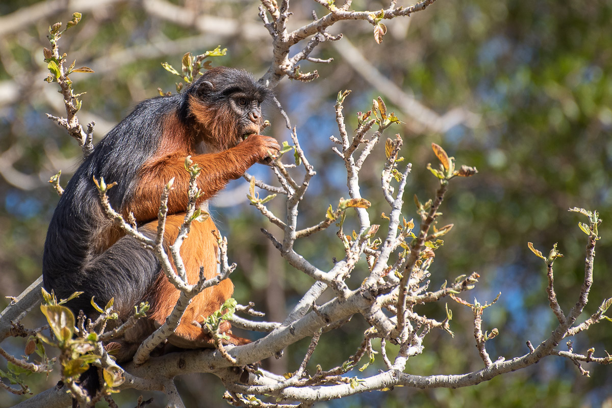 Red Colobus eating