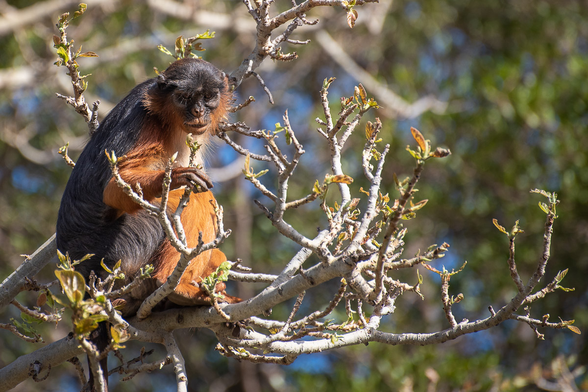 Red Colobus monkey, The Gambia