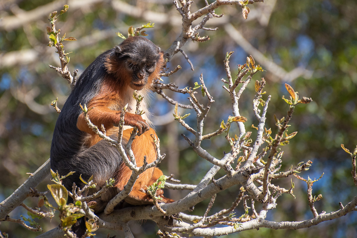 Red Colobus, The Gambia