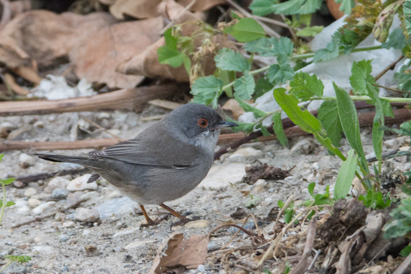 female Sardinian Warbler