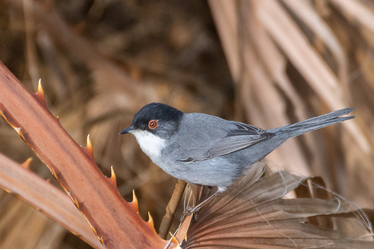 Sardinian Warbler, rio Chillar, Nerja