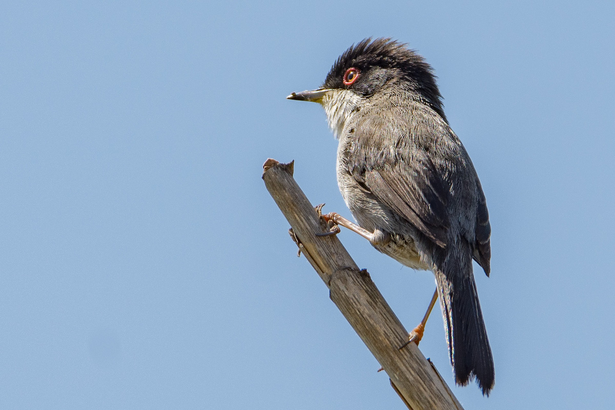 Sardinian Warbler, Nerja