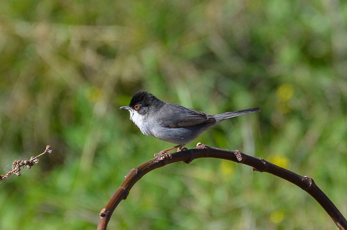 Nerja, Sardinian Warbler on branch