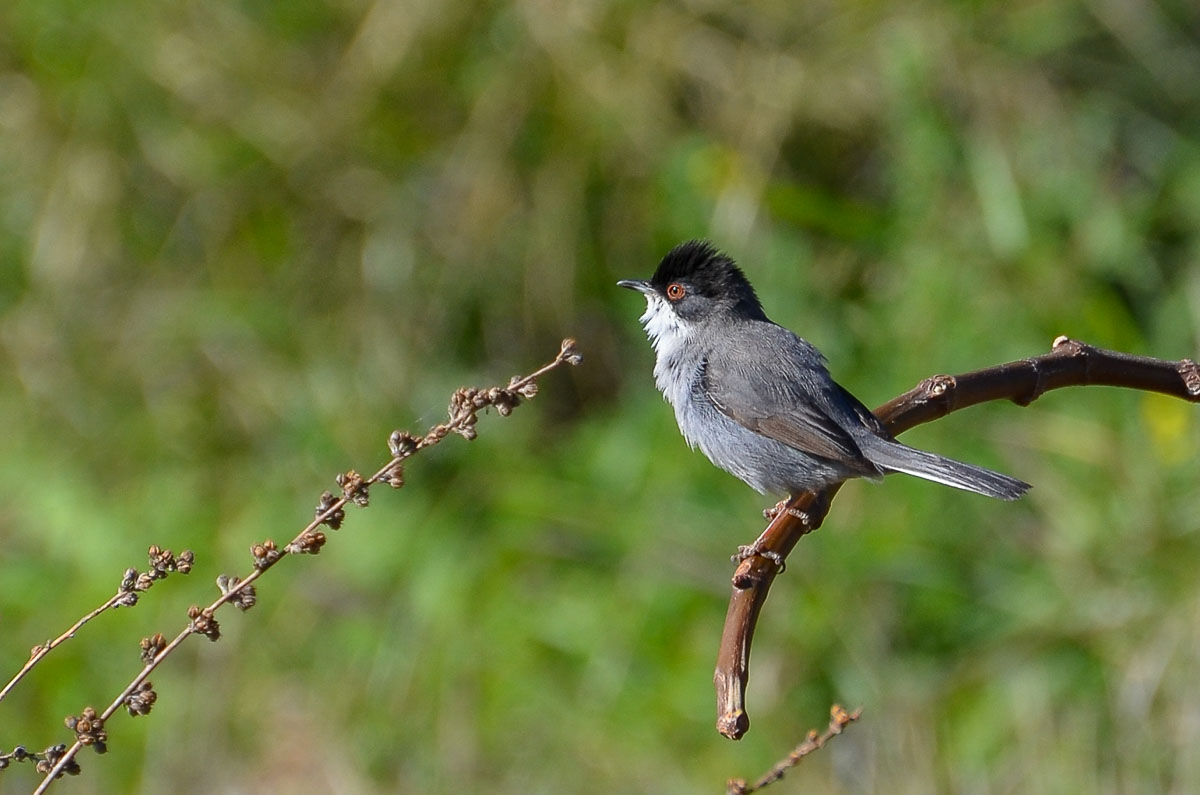 Nerja, Sardinian Warbler