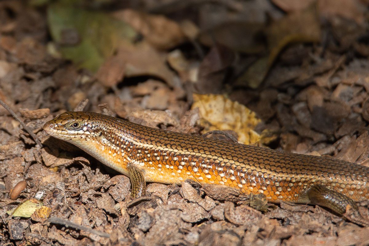 skink