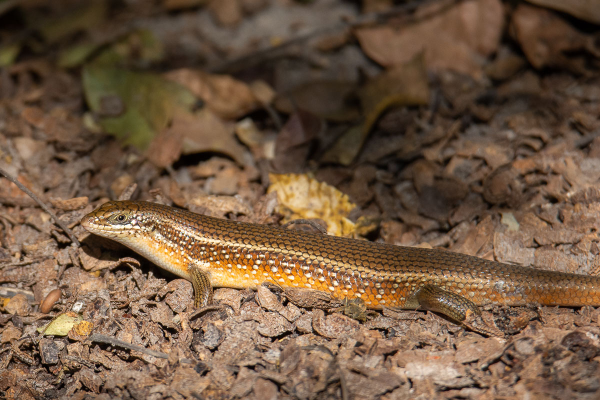 skink, The Gambia