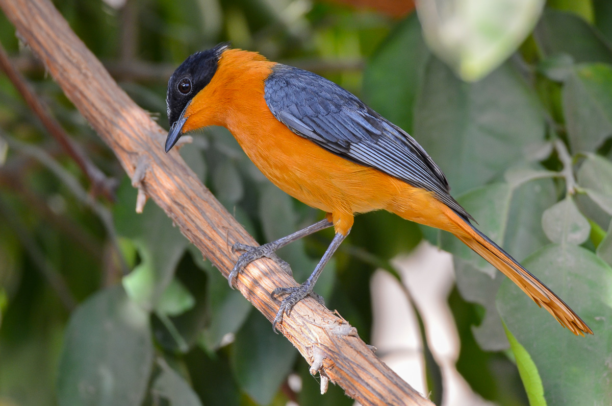 Snowy-crowned Robin-chat, The Gambia