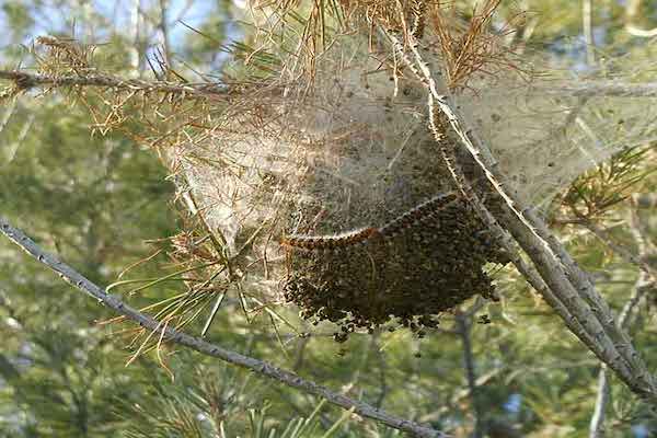 processional caterpillar nest