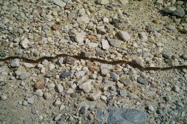 processional caterpillar, Nerja