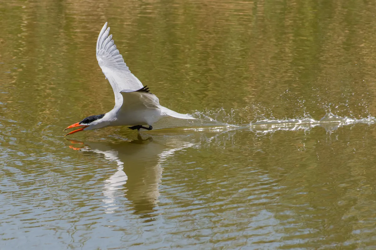 Caspian Tern skimming the water