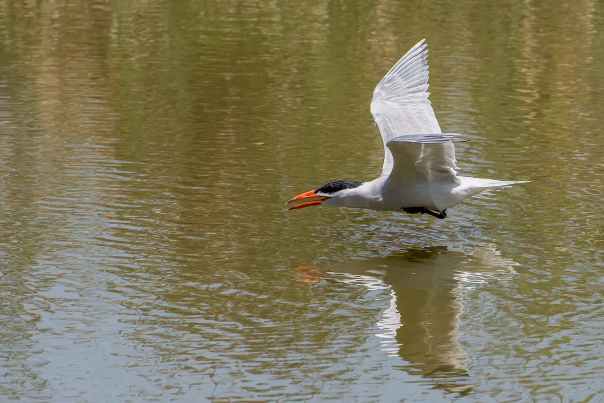 Caspian Tern