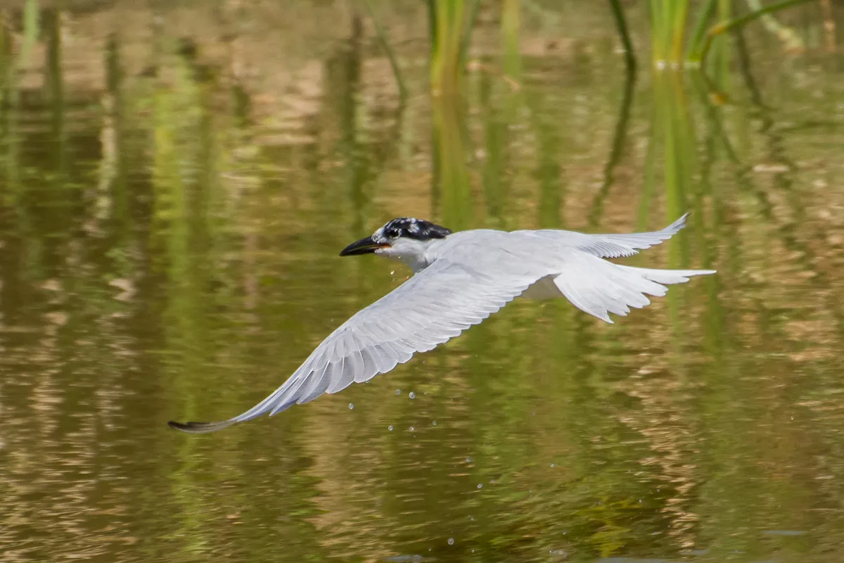 Tern