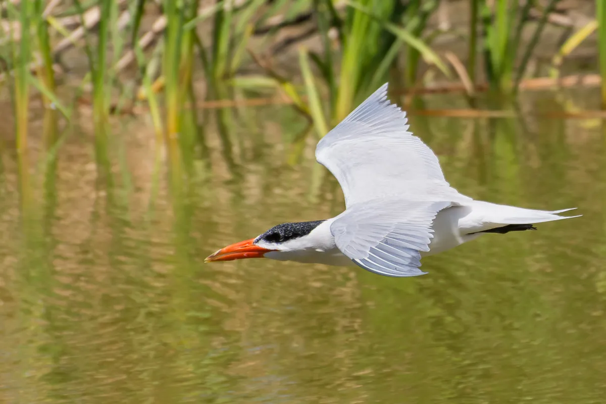 Caspian Tern low over water