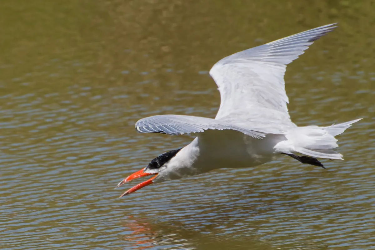 Caspian Tern, bill open