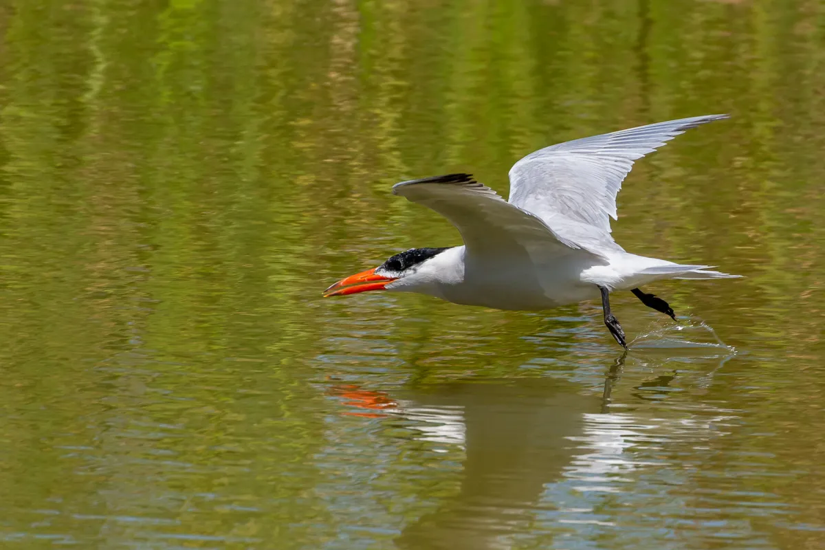 Caspian Tern, The Gambia