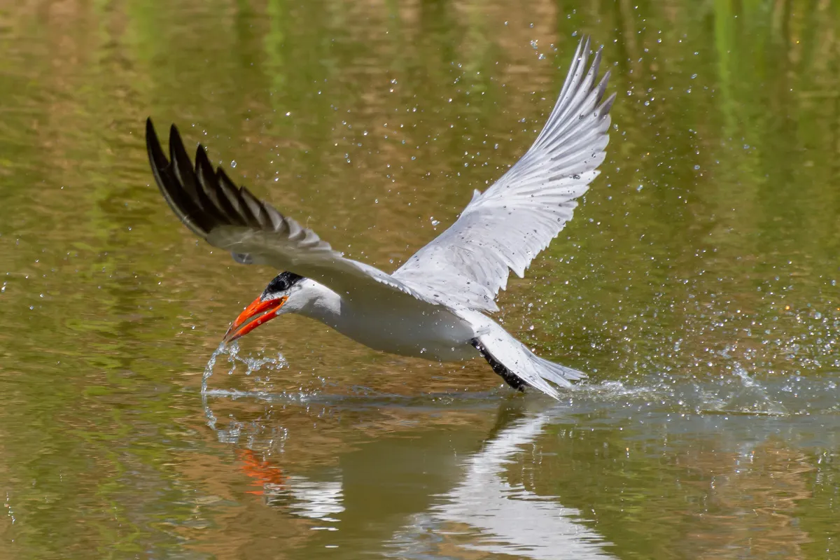 Caspian Tern after fish