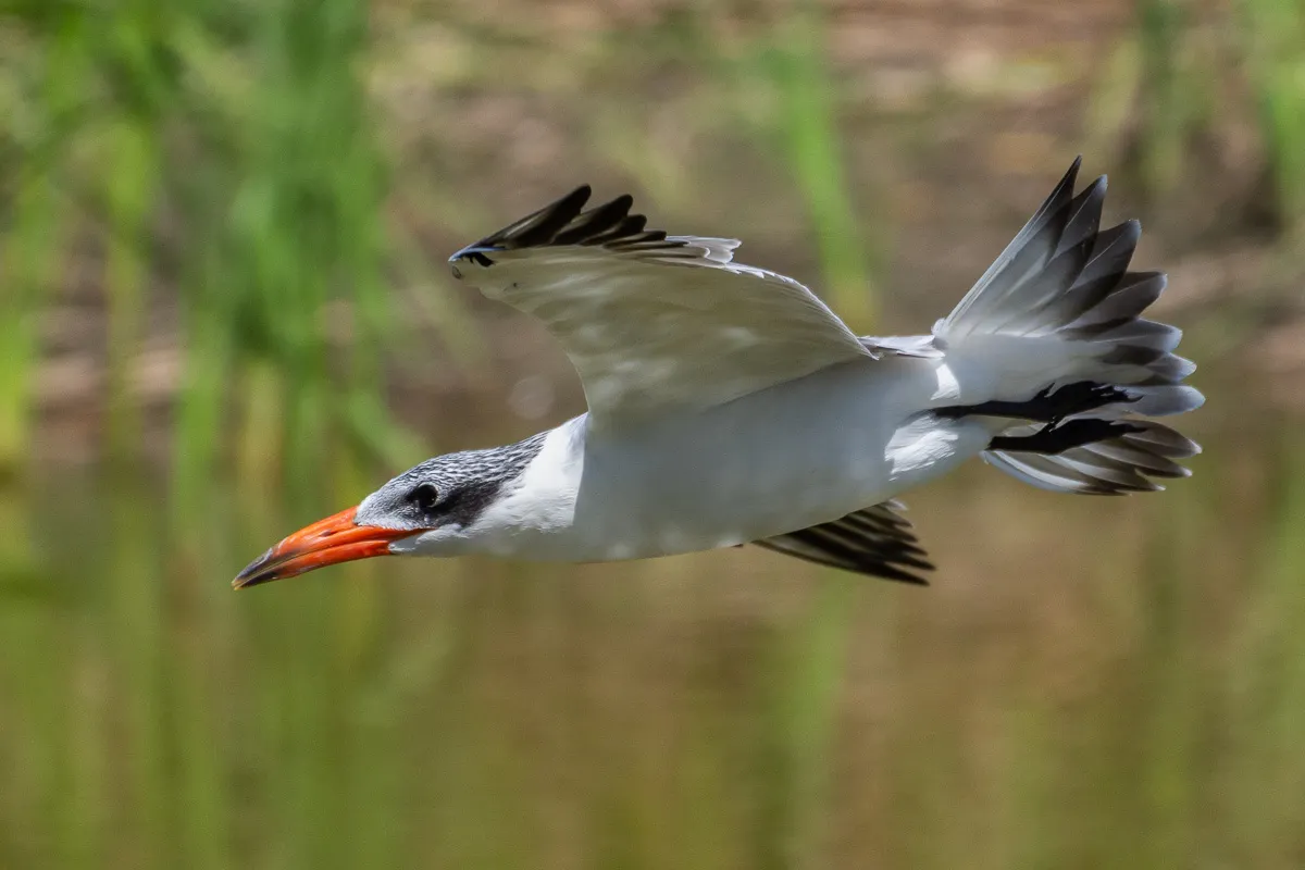 Caspian Tern swooping down