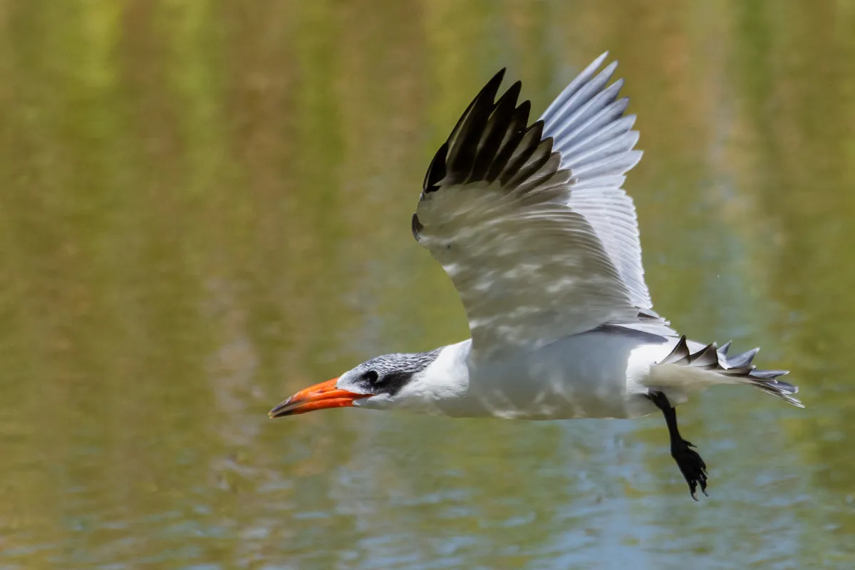 Caspian Tern in flight