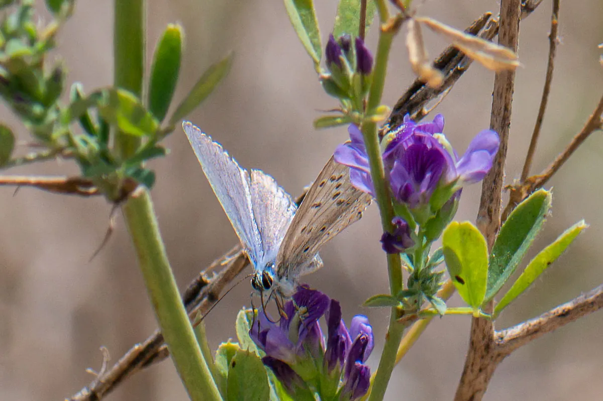 Common Blue butterfly