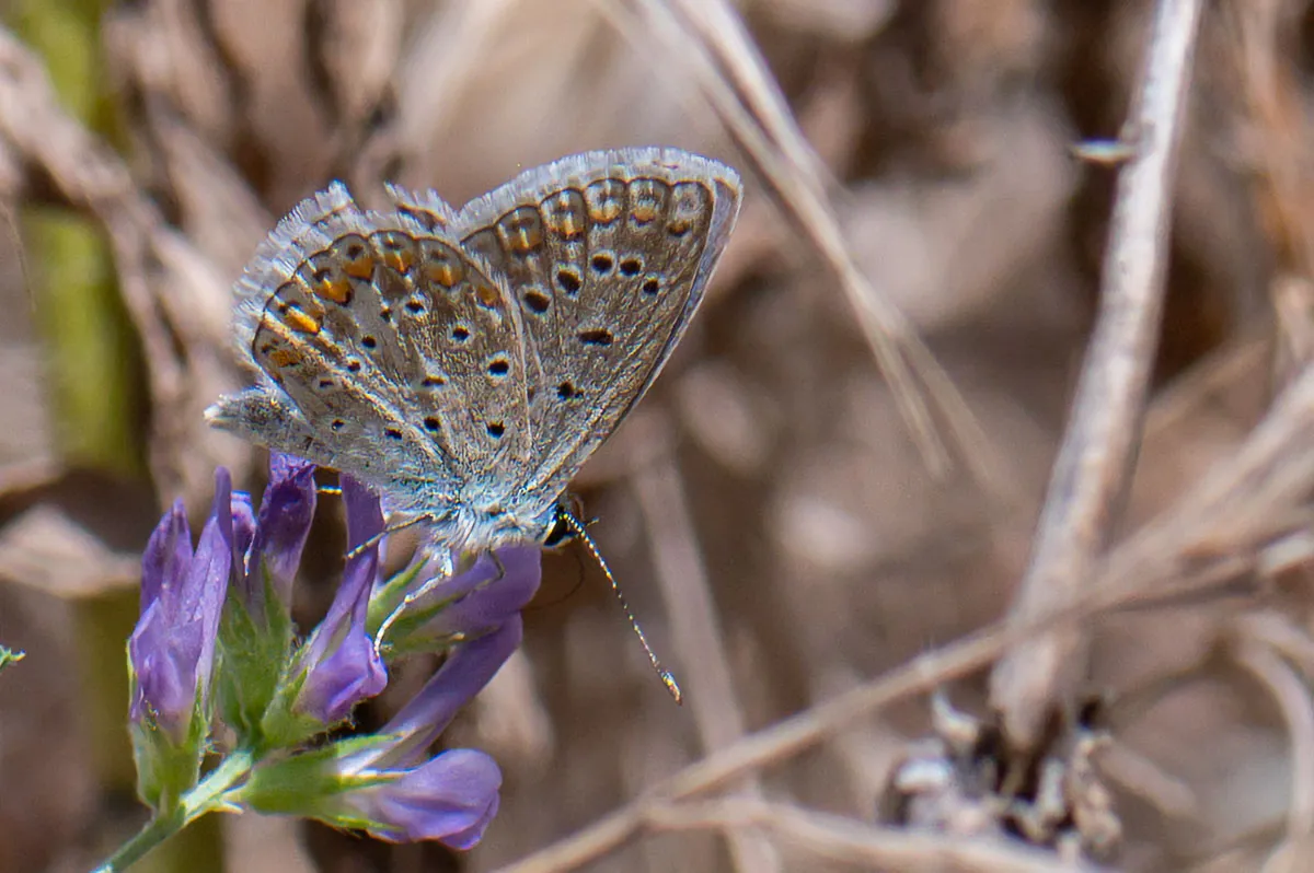 Common Blue Butterfly