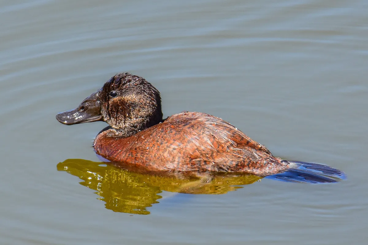 female Ruddy Duck