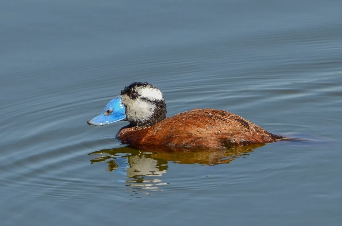 male Ruddy Duck