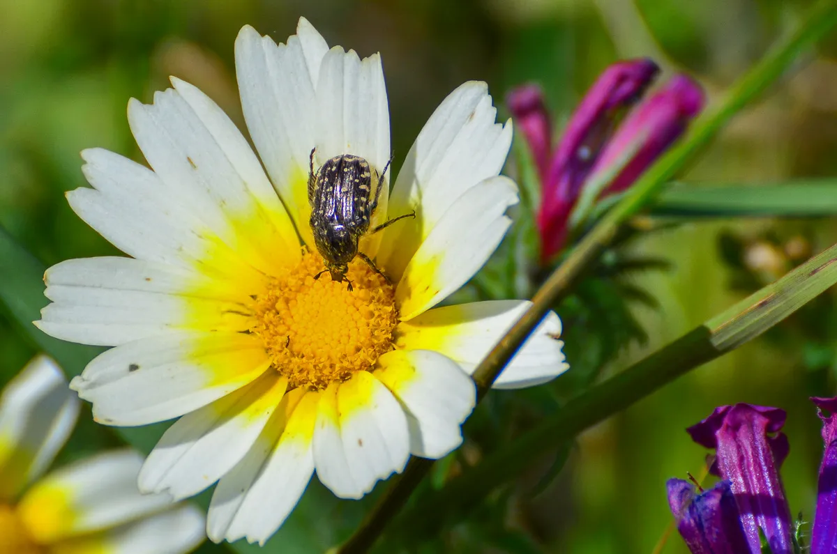 White-spotted Rose-beetle, Oxythyrea funesta, in Nerja