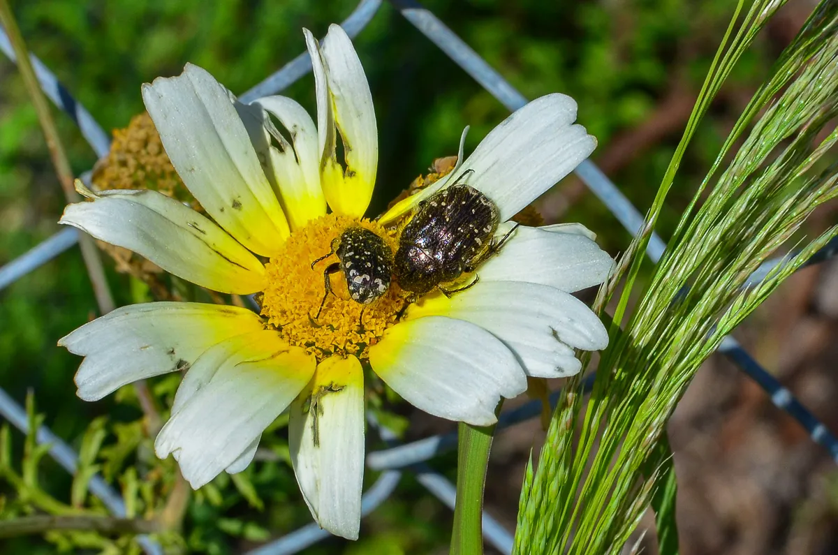 White-spotted Rose-beetle, Oxythyrea funesta, Nerja