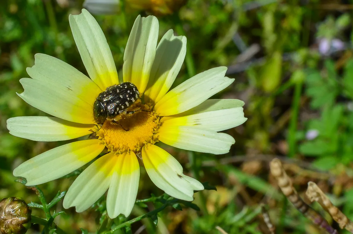 White-spotted Rose-beetle, Oxythyrea funesta on crown daisy