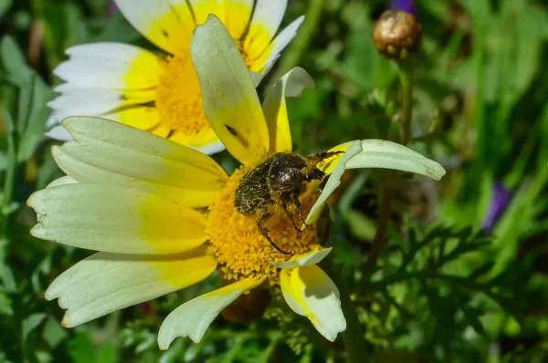 White-spotted Rose-beetle