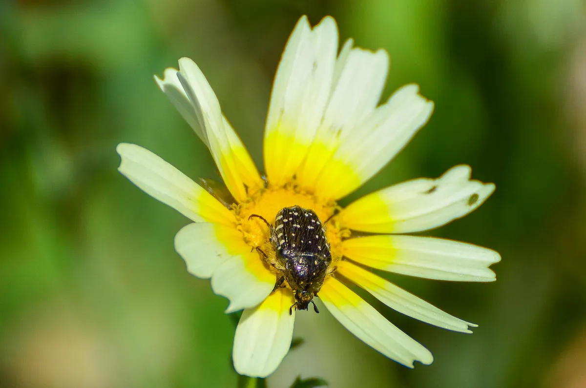 White-spotted Rose-beetle, Oxythyrea funesta, Nerja