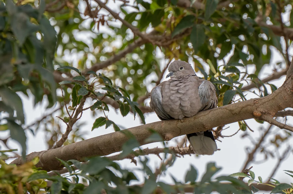 collared dove, Nerja