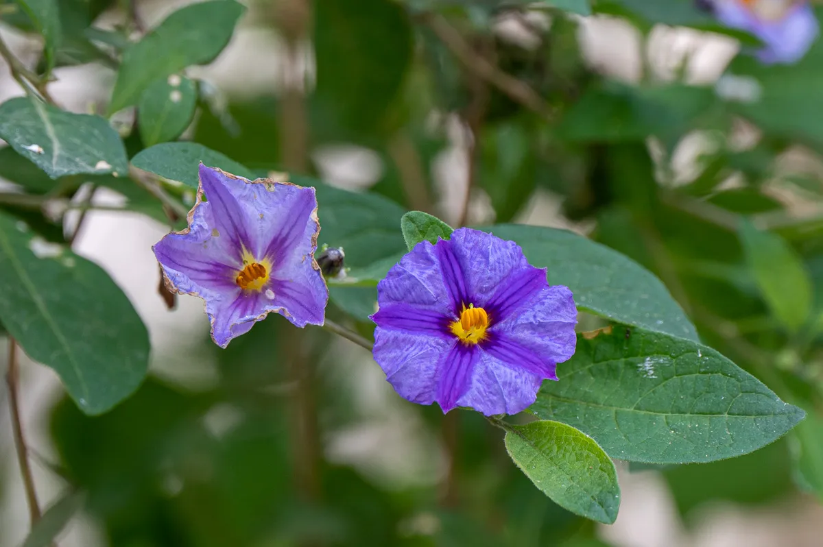 blue flower