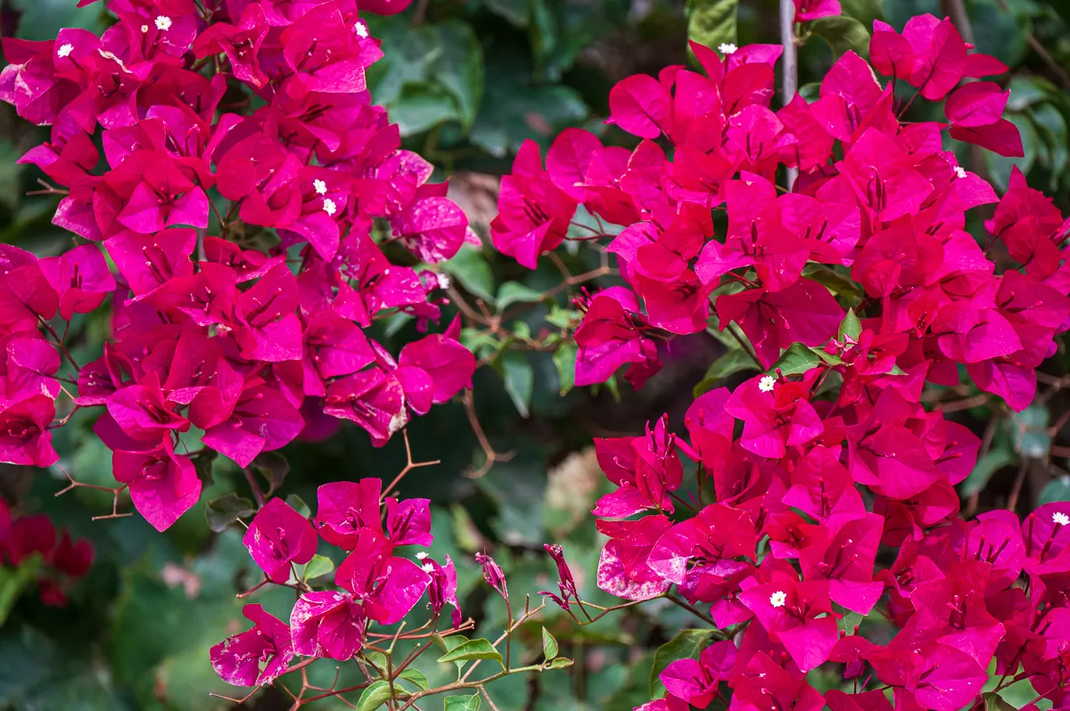 bougainvillea, Nerja, red