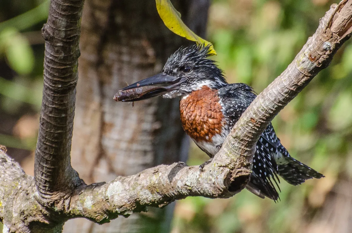 Giant Kingfisher with fish