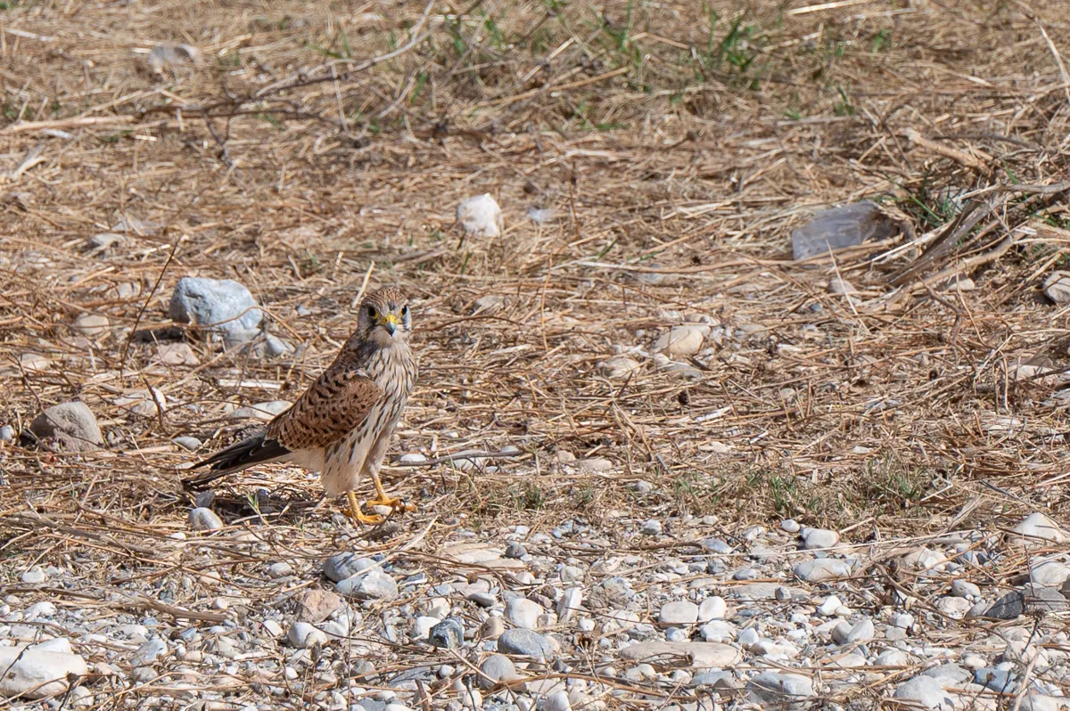 female Kestrel, rio Chillar, Nerja