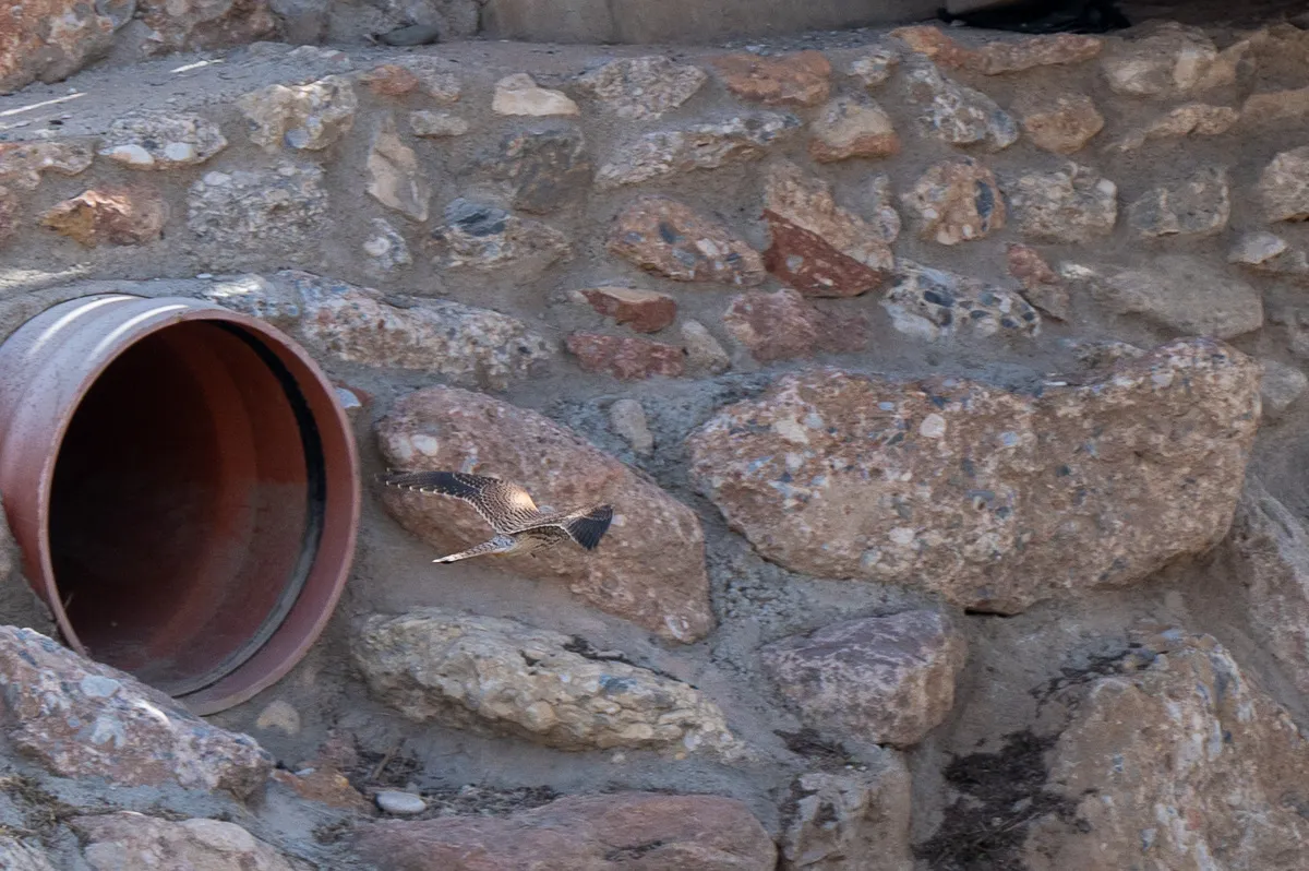 Kestrel flies off, Nerja