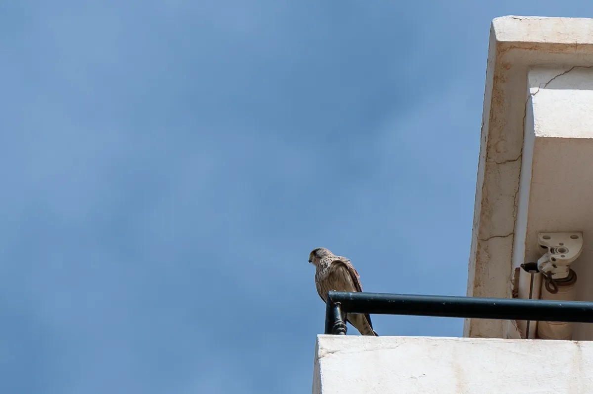 kestrel on balcony, Nerja