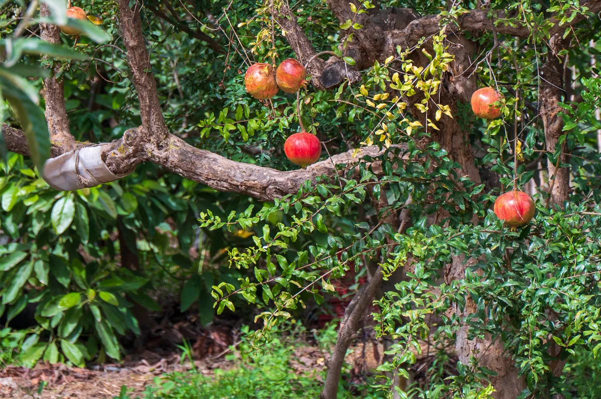 pommegranate, Nerja