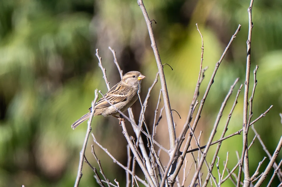 sparrow on twig, Nerja