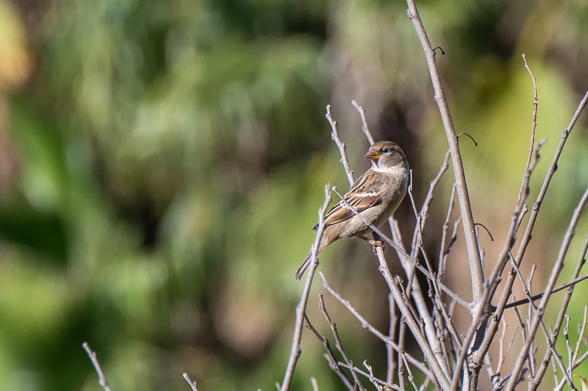 sparrow on twig