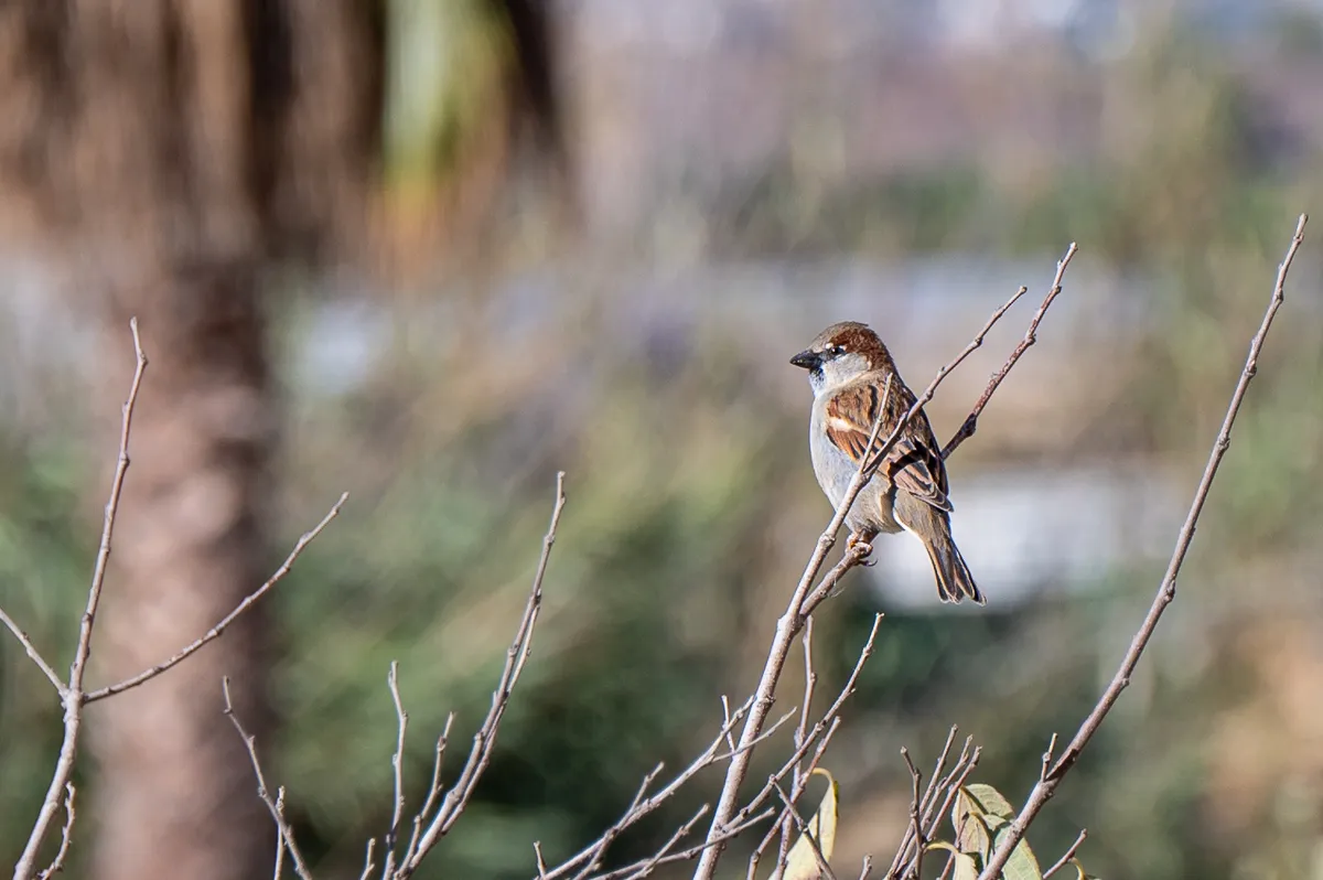 sparrow, Nerja