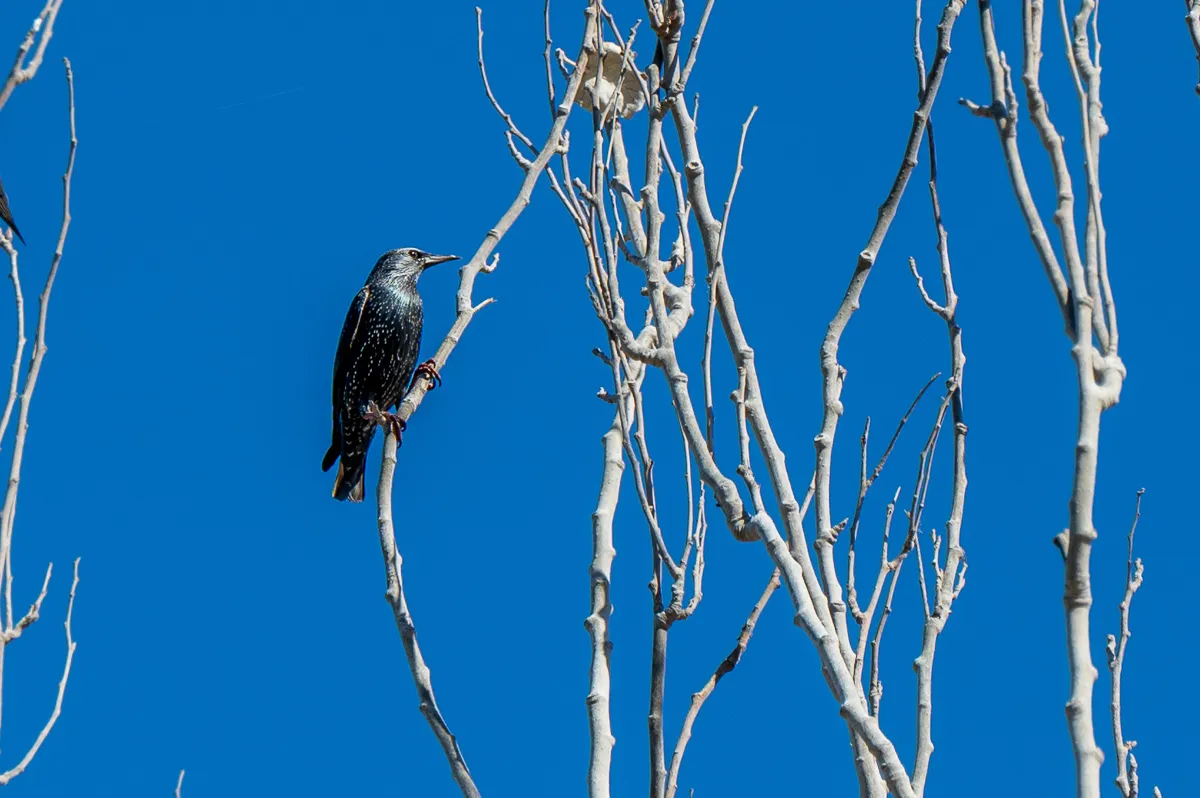 bird in tree