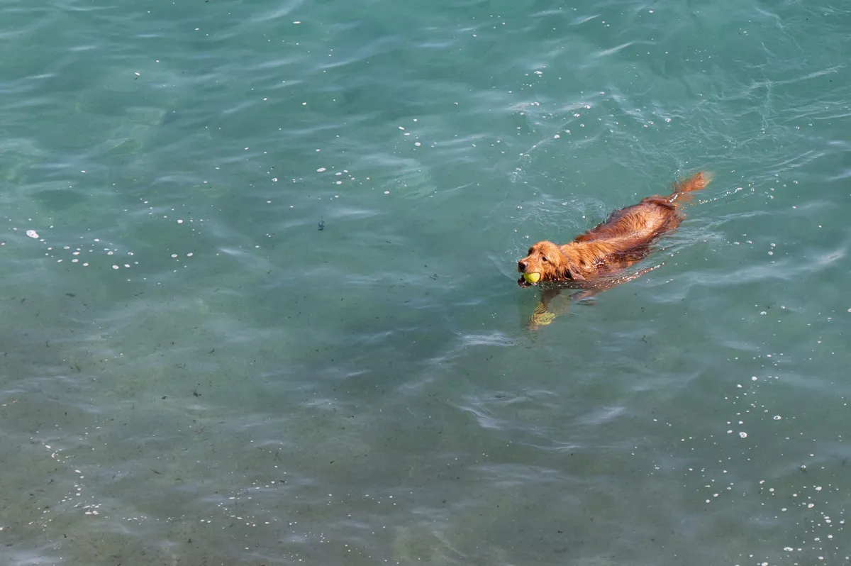 dog in sea