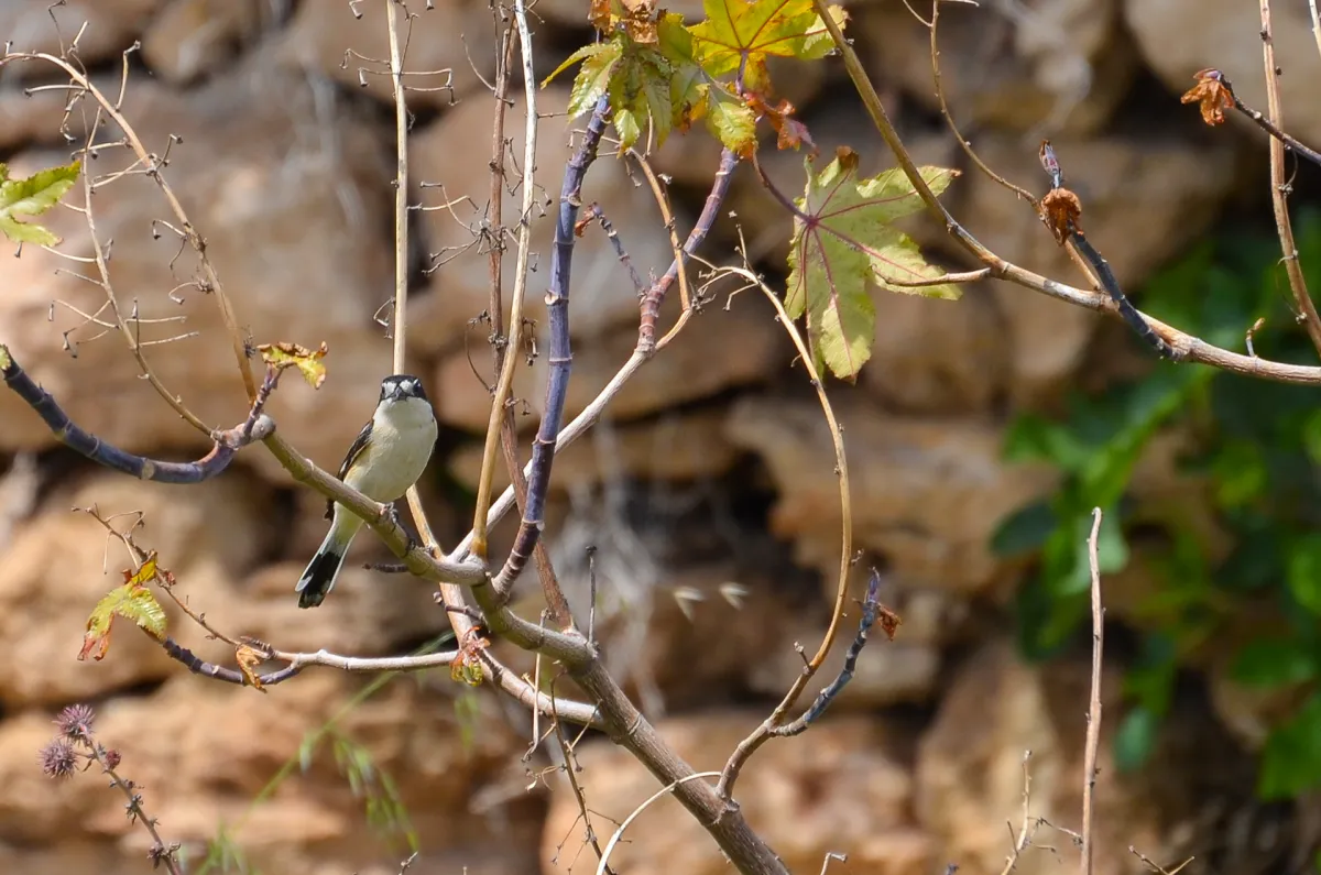 female woodchat shrike, Nerja